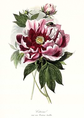 Peony flower art