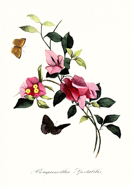 Bougainvillea flowers