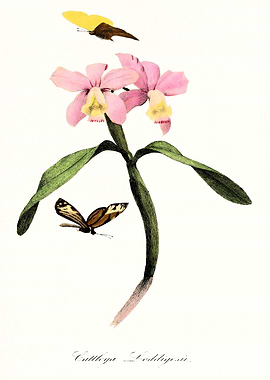 Pink orchid Vintage