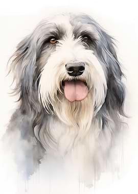 Bearded Collie portrait