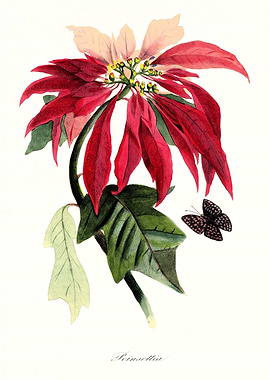 Nature Floral Elegant