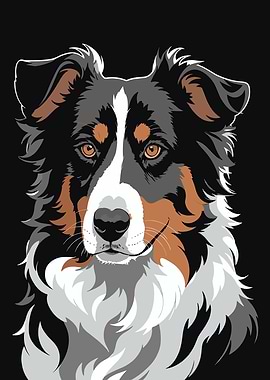 Australian Shepherd