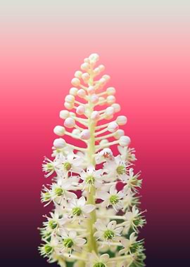 aesthetic rose pinky