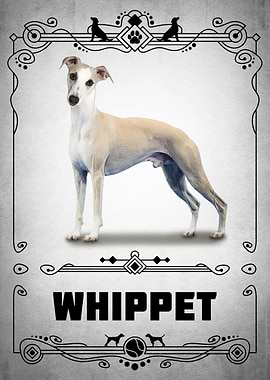Whippet