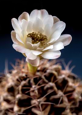 Gymnocalycium Cactus flowe