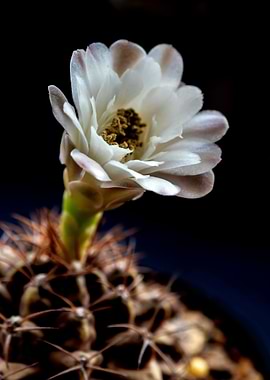 Gymnocalycium Cactus flowe