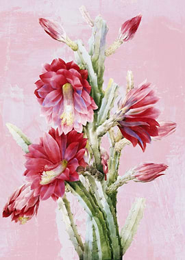 Sun Cereus Cactus Art