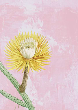 Selenic Grandiflorus Cacti