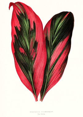 Red and Green Leaves