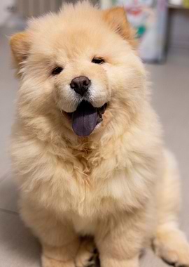 Chow Chow Dog