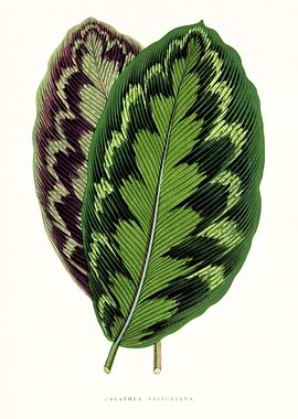 Antique Leaves Art