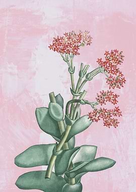 Propeller Succulent Plant