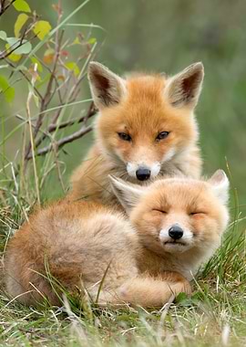 Two Foxs