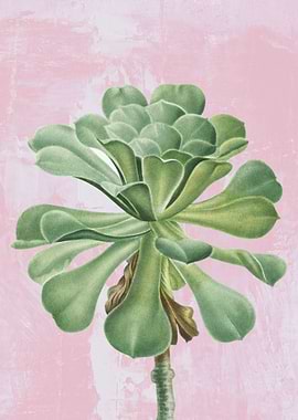 Saucer Succulent Plant