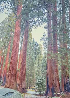 Sequoia Forest