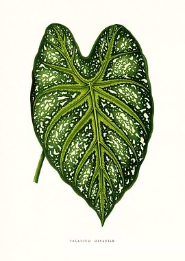 Tropical Nature Botanical