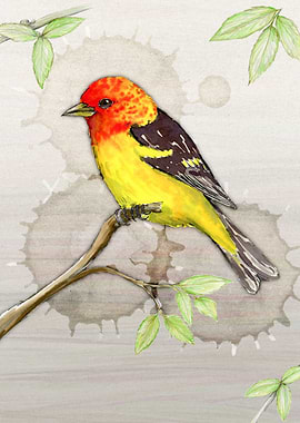 Western tanager