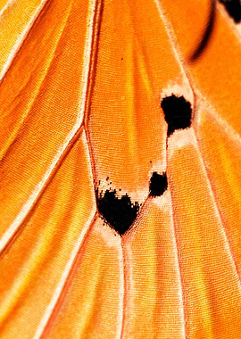Butterfly Wing