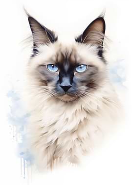 Balinese cat portrait