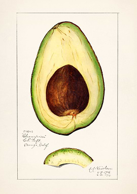 Avocado