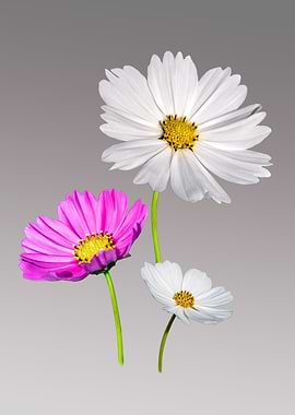 White pink cosmos flower