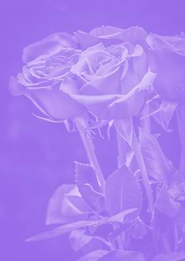 purple rose aesthetic