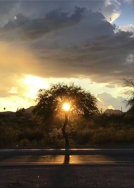 Sunset Through Tree