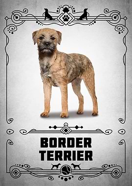 Border Terrier