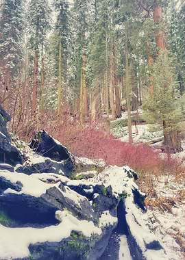 Giant Forest Winter