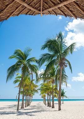 BEACH PALMTREES