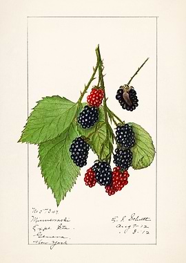 Blackberries