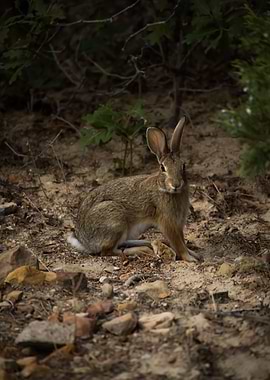 Wild Rabbit