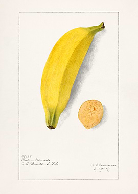 Banana