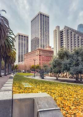 San Francisco Fall