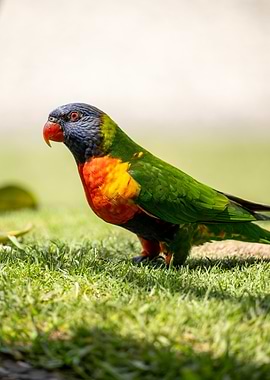 Portrait of a Lorikeet