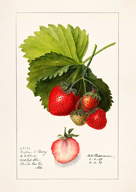 Strawberries