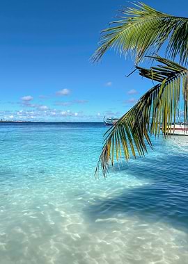 Palm Framed Serenity