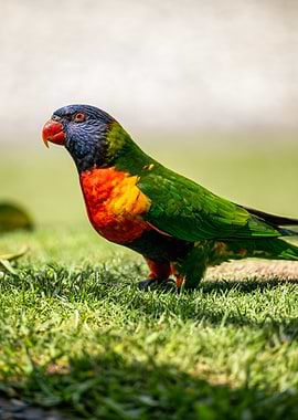 Portrait of a Lorikeet