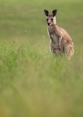 Portrait of a Kangaroo