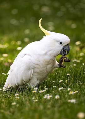 Portrait of a Cockatoo
