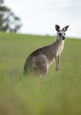 Portrait of a Kangaroo