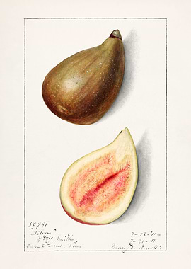 Figs