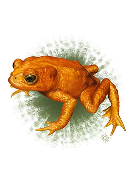 Golden Toad