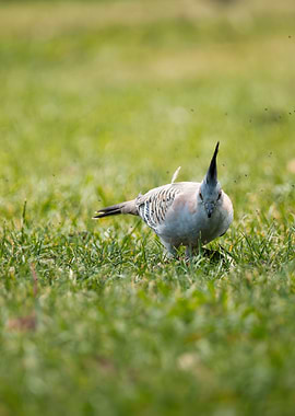 Crested Pigeon