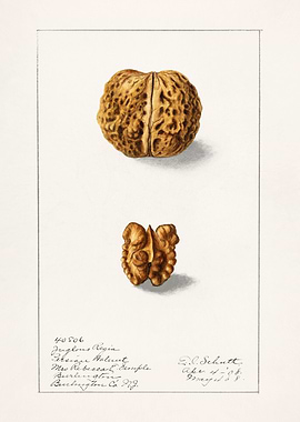 English Walnut
