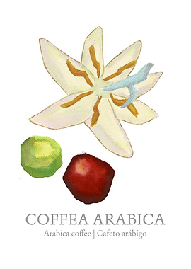 Arabica Coffee