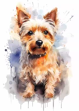 Yorkshire Terrier Dog