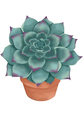 Succulent Plant