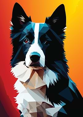 My Dog Border Collie