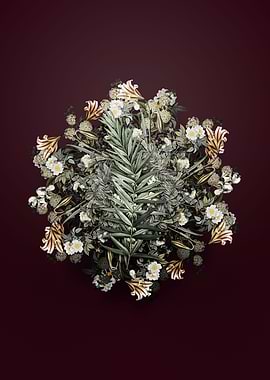 Whorled Solomons Seal